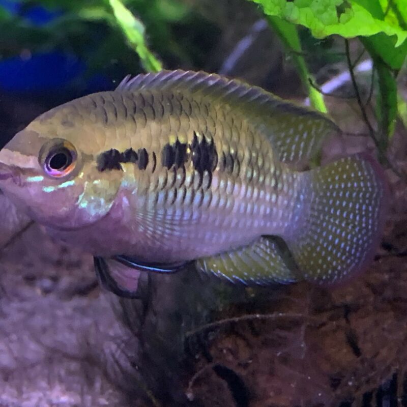 LAETACARA DORSIGERA