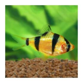 Aquario Passion Les nouveautés - Poissons & Invertébrés puntigrus tetrazona