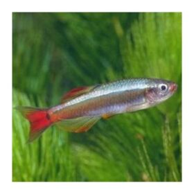 Aquario Passion Les nouveautés - Poissons & Invertébrés tanichthys albonubes