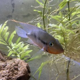 Aquario Passion Les nouveautés - Poissons & Invertébrés thorichthys meeki