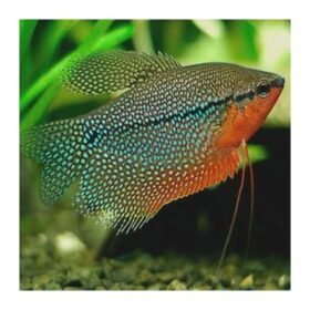 Aquario Passion Les nouveautés - Poissons & Invertébrés trichopodus leerii