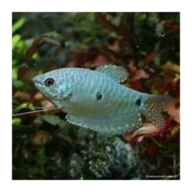 Aquario Passion Les nouveautés - Poissons & Invertébrés trichopodus trichopterus