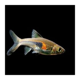 Aquario Passion Les nouveautés - Poissons & Invertébrés trigonostigma hengeli