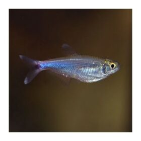 Aquario Passion Les nouveautés - Poissons & Invertébrés tyttocharax cochui
