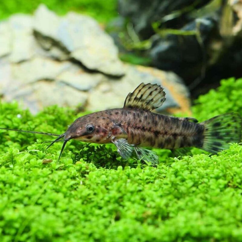 HOPLOSTERNUM THORACATUM