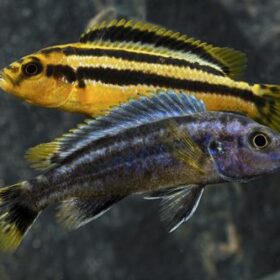Aquario Passion Les nouveautés - Poissons & Invertébrés 04f5f3b4f5920a3fca4bb2568de73ad4