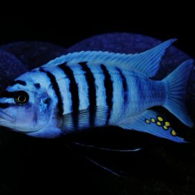 Aquario Passion Les nouveautés - Poissons & Invertébrés 15435