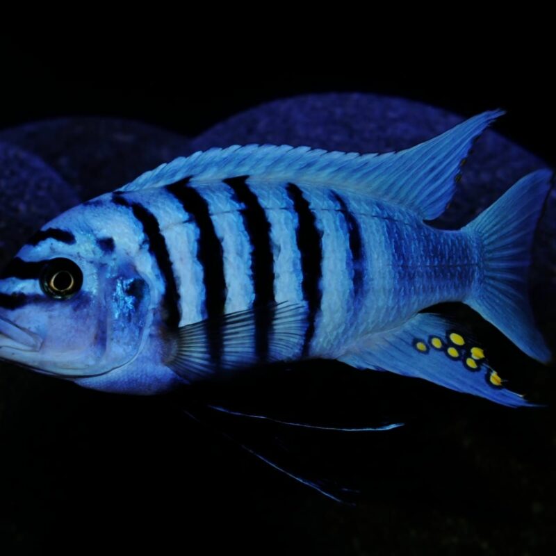 METRIACLIMA ZEBRA CHILUMBA MAISON REEF
