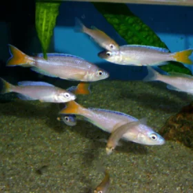 Aquario Passion Les nouveautés - Poissons & Invertébrés 3.CYPRICHROMIS LEPTOSOMA MPULUNGU BLUE FLASH 1200x1200