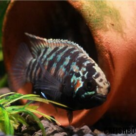 Aquario Passion Les nouveautés - Poissons & Invertébrés 42db2e900d10aa32bb787034650c0c98 amphibians reptiles