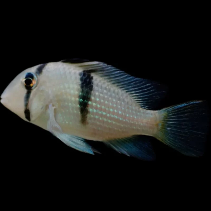 GUIANACARA DACRYA