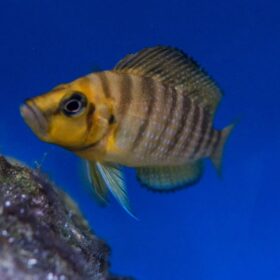 Aquario Passion Les nouveautés - Poissons & Invertébrés Altolamp. compressiceps 1