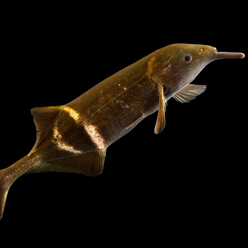 GNATHONEMUS PETERSII