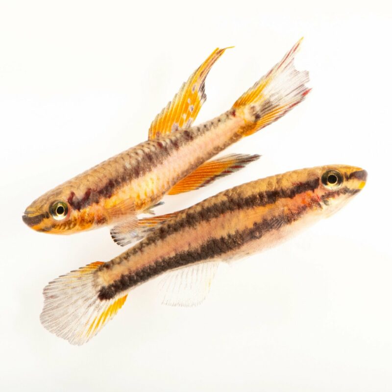APHYOSEMON BIVITTATUM