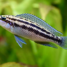 Aquario Passion Les nouveautés - Poissons & Invertébrés Julidochromis dickfeldi