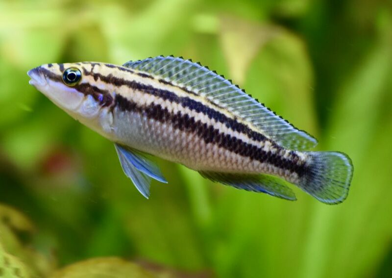 JULIDOCHROMIS DICKFELDI