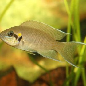 Aquario Passion Les nouveautés - Poissons & Invertébrés Neolamprologus brichardi 750x458 1