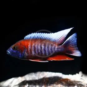 Aquario Passion Les nouveautés - Poissons & Invertébrés OIP 16