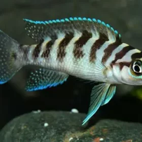 Aquario Passion Les nouveautés - Poissons & Invertébrés OIP 18