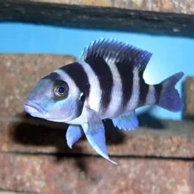 Aquario Passion Les nouveautés - Poissons & Invertébrés OIP 19