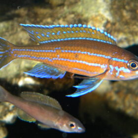 Aquario Passion Les nouveautés - Poissons & Invertébrés PARACYPRICHROMIS NIGRIPINNIS BLUE NEON SAV