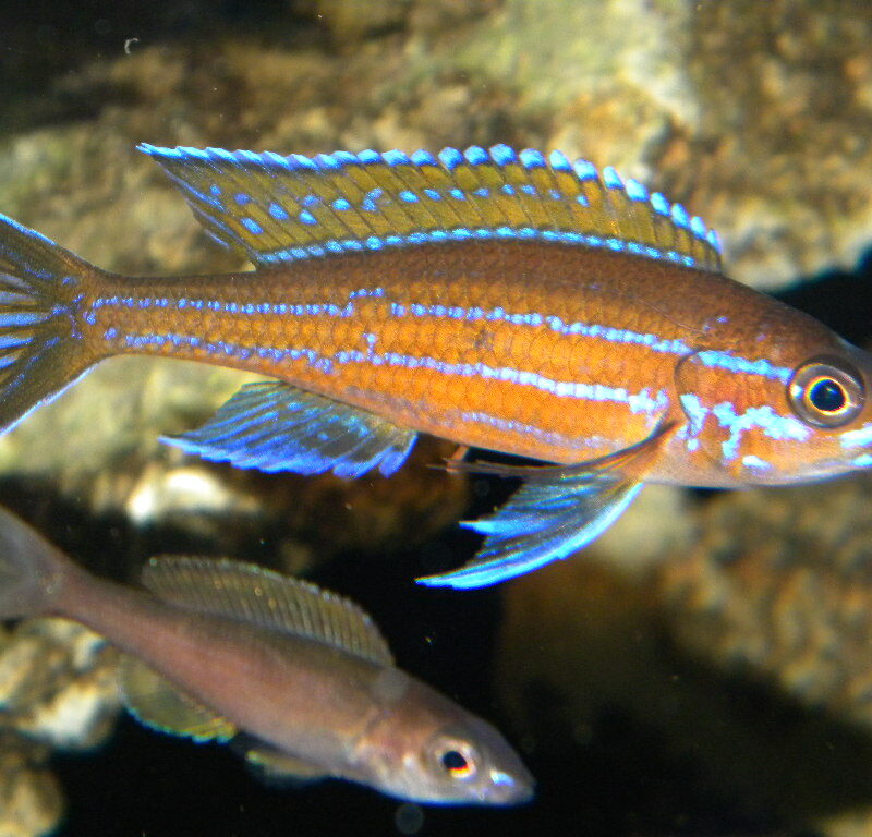 PARACYPRICHROMIS NIGRIPINNIS BLUE NEON