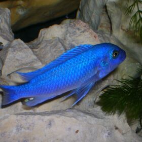 Aquario Passion Les nouveautés - Poissons & Invertébrés R 11