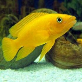 Aquario Passion Les nouveautés - Poissons & Invertébrés R 12