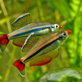 Aquario Passion Aquario Passion R 4