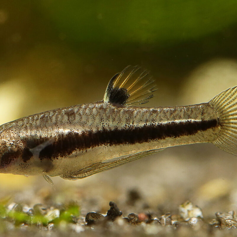 HETERANDRIA FORMOSA