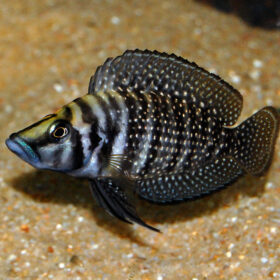 Aquario Passion Les nouveautés - Poissons & Invertébrés altolamprologus calvus black 0001 97809