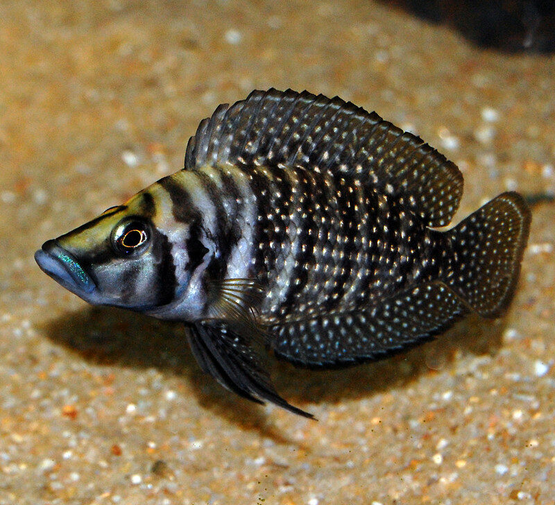 ALTOLAMPROLOGUS CALVUS BLACK