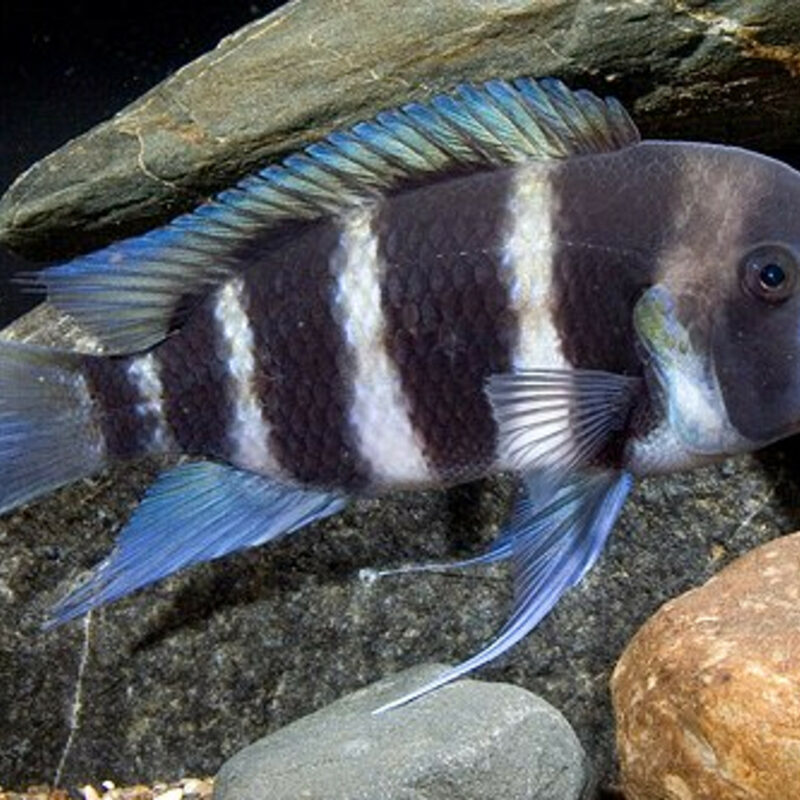 CYPHOTILAPIA FRONTOSA