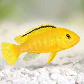 Aquario Passion Les nouveautés - Poissons & Invertébrés electric yellow cichlid 2