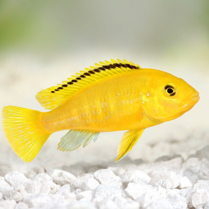 LABIDOCHROMIS CAERULEUS
