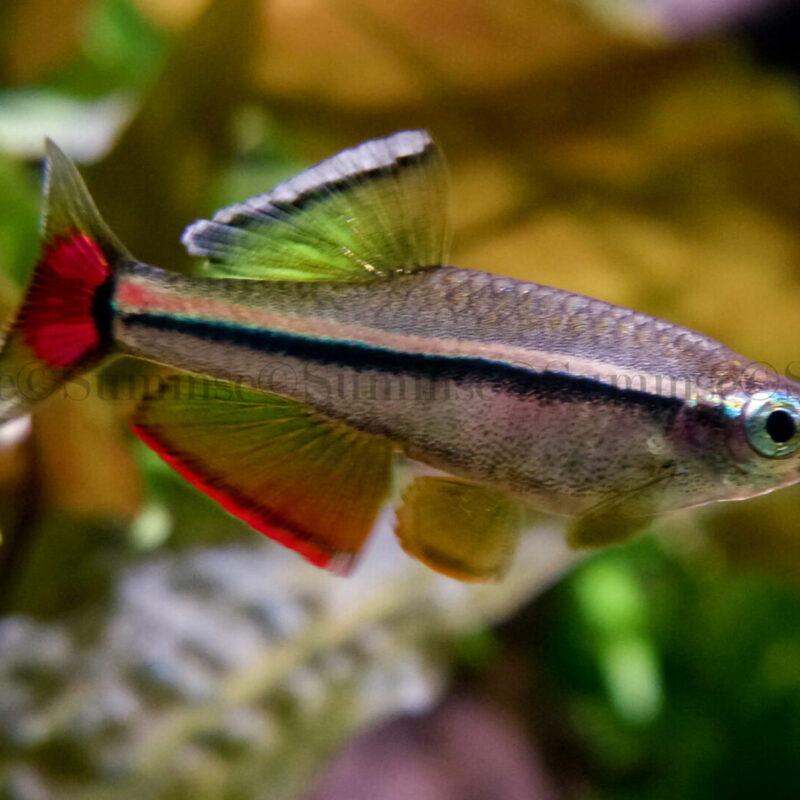 TANICHTYS MICAGEMMAE