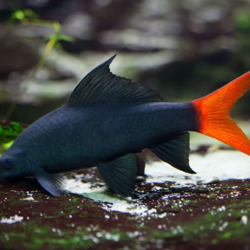 EPALZEORHYNCHOS BICOLOR