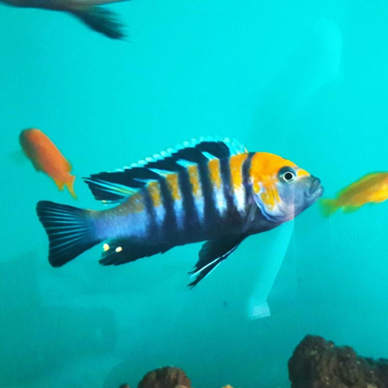 CYNOTILAPIA AFRA COBUE