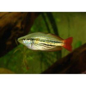 Aquario Passion Les nouveautés - Poissons & Invertébrés melanotaenia splendida australis 4 5 cm