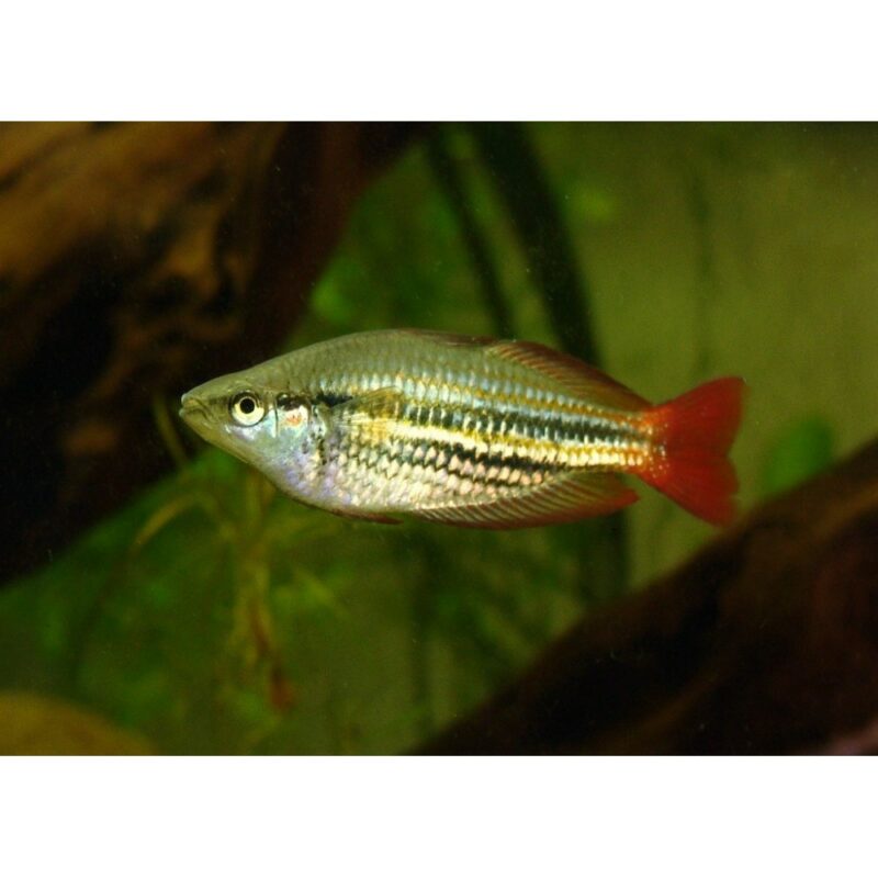 MELANOTAENIA SPLENDIDA AUSTRALIS