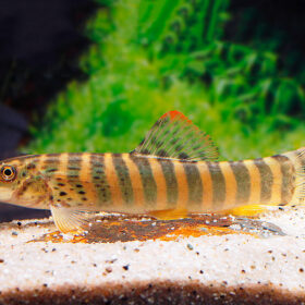 Aquario Passion Les nouveautés - Poissons & Invertébrés 398004 syncrossus berdmorei2 Kopie