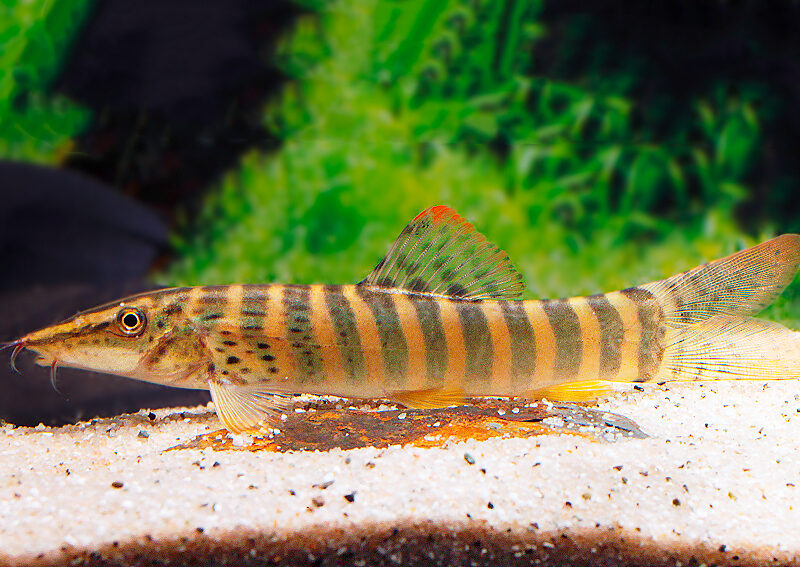 BOTIA BERDMOREI