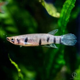 Aquario Passion Les nouveautés - Poissons & Invertébrés R 13