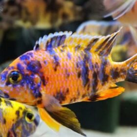 Aquario Passion Les nouveautés - Poissons & Invertébrés R 14