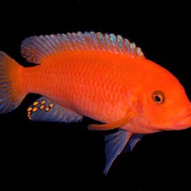 Aquario Passion Les nouveautés - Poissons & Invertébrés R