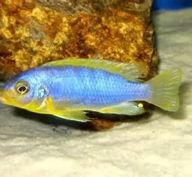 Aquario Passion Les nouveautés OIP 25