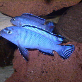 Aquario Passion Les nouveautés pseudotropheus socolofi