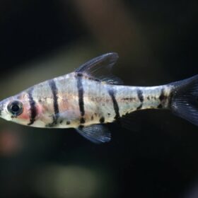 Aquario Passion Aquario Passion 1967886481 huge 2 600x600