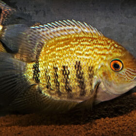 Aquario Passion Aquario Passion 30422894.Herosnotatus01m