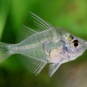 Aquario Passion Aquario Passion 80000686 min 1280x1280